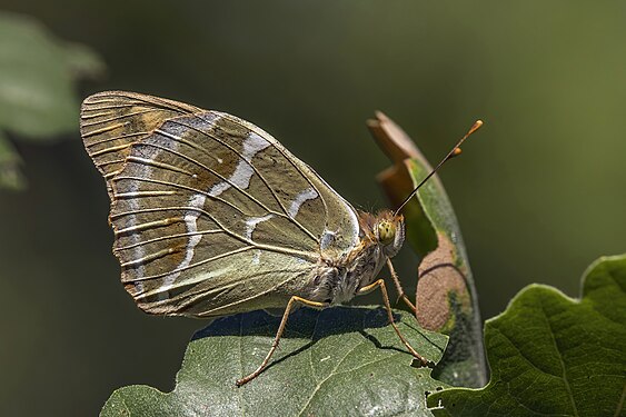 Argynnis pandora by Charles J. Sharp