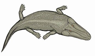 <i>Cherninia</i> Extinct genus of temnospondyls