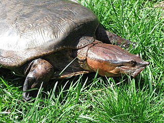 <i>Cycloderma</i> Genus of turtles