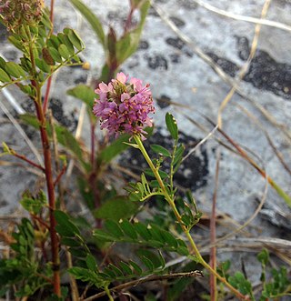 <i>Dalea foliosa</i> Species of plant