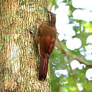 Dendrocolaptes platyrostris-Planalto Woodcreeper