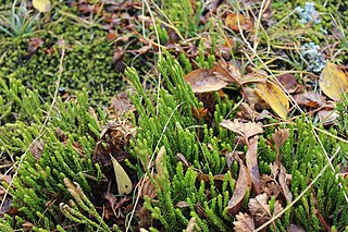 <i>Diphasiastrum sitchense</i> Species of spore-bearing plant