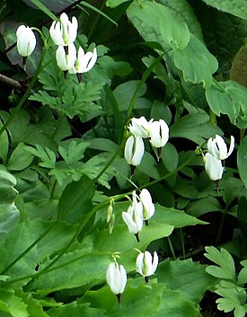 Valkojumaltenkukka (Dodecatheon dentatum)