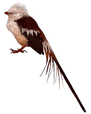 <i>Feitianius</i> Genus of birds