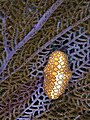 Image 28Flamingo tongue on a purple sea fan from Arcadin Islands, Haiti. This sea snail is found living on various species of soft corals and sea fans. (from Environment of Haiti)