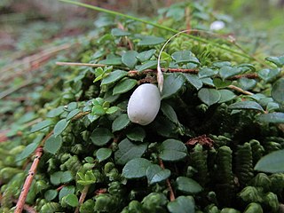 <i>Gaultheria hispidula</i> Species of plant