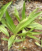 Gentiana tibetica