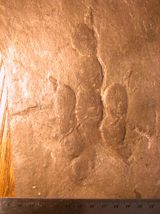 <i>Grallator</i> Ichnogenus of dinosaur footprints