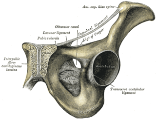 <span class="mw-page-title-main">Pubic symphysis</span> Cartilaginous joint between the front of the left and right hip bones