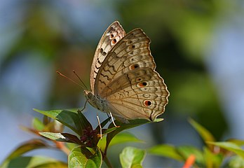 Junonia atlites, nymphalidé du sud de l'Asie. (définition réelle 2 197 × 1 513)