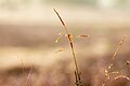 * Kandidimi Grasses in the Westruper Heide (in the morning light), Haltern am See, North Rhine-Westphalia, Germany --XRay 02:58, 18 September 2024 (UTC) * E miratuar  Support Good quality. --Plozessor 03:42, 18 September 2024 (UTC)