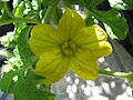 Male watermelon flower