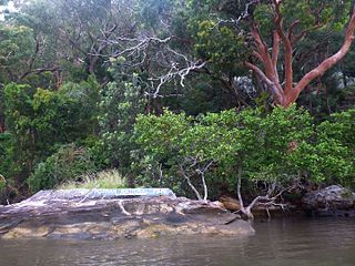 <span class="mw-page-title-main">Popran National Park</span> Protected area in New South Wales, Australia