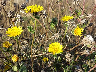 <i>Helminthotheca echioides</i> Species of flowering plant