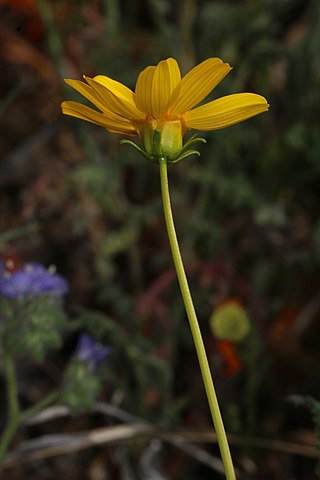 <i>Coreopsis bigelovii</i> Species of flowering plant