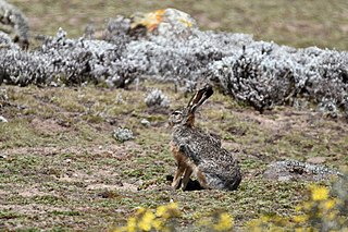 <span class="mw-page-title-main">Ethiopian highland hare</span> Species of mammal