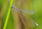 Lestes virens (Kleine Binsenjungfer, altes Männchen)