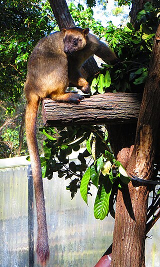 <span class="mw-page-title-main">Lumholtz's tree-kangaroo</span> Species of marsupial