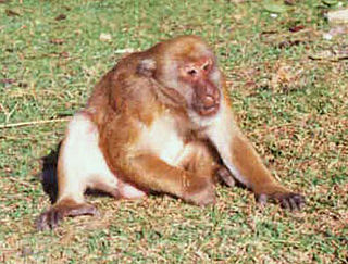 <span class="mw-page-title-main">Assam macaque</span> Species of Old World monkey