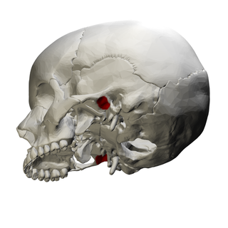 <span class="mw-page-title-main">Mandibular fossa</span> Depression in the temporal bone that articulates with the mandible