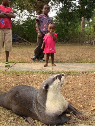 <span class="mw-page-title-main">Congo clawless otter</span> Species of carnivore