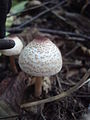 Lepiota cristata