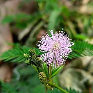 <i>Mimosa</i> Genus of flowering plant in the family Fabaceae