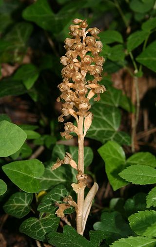 <span class="mw-page-title-main">Neottieae</span> Tribe of orchids