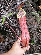 Nepenthes eustachya