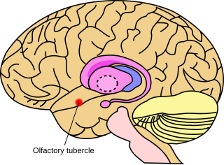 <span class="mw-page-title-main">Olfactory tubercle</span> Area at the bottom of the forebrain