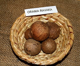 <i>Orania</i> (plant) Genus of palms