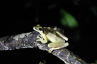 <span class="mw-page-title-main">Cayenne slender-legged tree frog</span> Species of amphibian