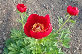 Paeonia peregrina