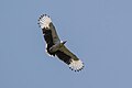 Adult in flight in Semliki Wildlife Reserve, Uganda