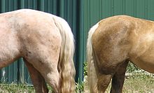 Image showing the variation between winter and summer coat color on the same palomino horse. PalominoContrast.jpg