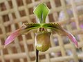 Paphiopedilum bullenianumr