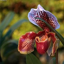 One of the "Miya" hybrid Paphiopedilum cultivars bred by T. Ozawa Paphiopedilum miya.jpg