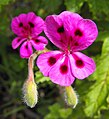 Pelargonium magenteum