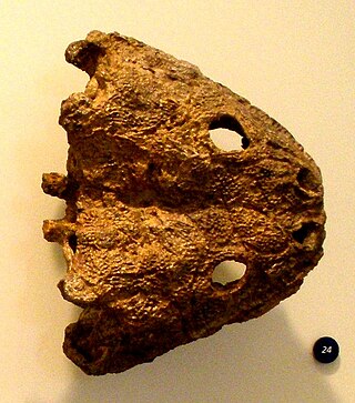 <span class="mw-page-title-main">Brachyopoidea</span> Extinct superfamily of temnospondyls