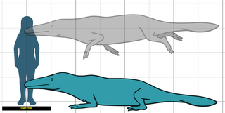 <i>Peregocetus</i> Extinct genus of whales