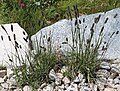 Fjallatimotey (Phleum alpinum)