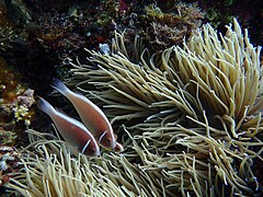 Puerto Galera pink anemonefish.jpg