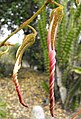 Puya ferruginea