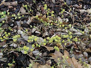 Krybende Pil (Salix repens) Foto: Sten Porse.