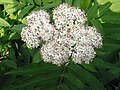 Sambucus ebulus: Flowers