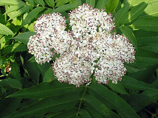 <i>Sambucus ebulus</i> Species of flowering plant