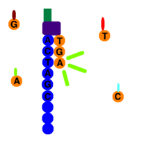 Tagged nucleotides are added in order to the DNA strand. Each of the four nucleotides have an identifying label that can be excited to emit a characteristic wavelength. A computer records all of the emissions, and from this data, base calls are made. Sequence By Synthesis.png