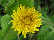 Sonchus flower, Wellington, New Zealand Sow-thistle 2.jpg