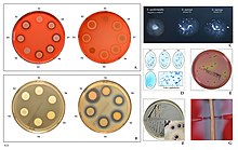 Hemolysis on blood agar, DNase activity, clumping factor, latex agglutination, growth on mannitol-salt and Baird-Parker agar, hyaluronidase production. Staphylococcus aureus identification.jpg