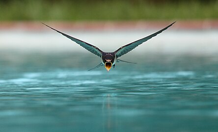 Une hirondelle buvant dans une piscine en plein vol.